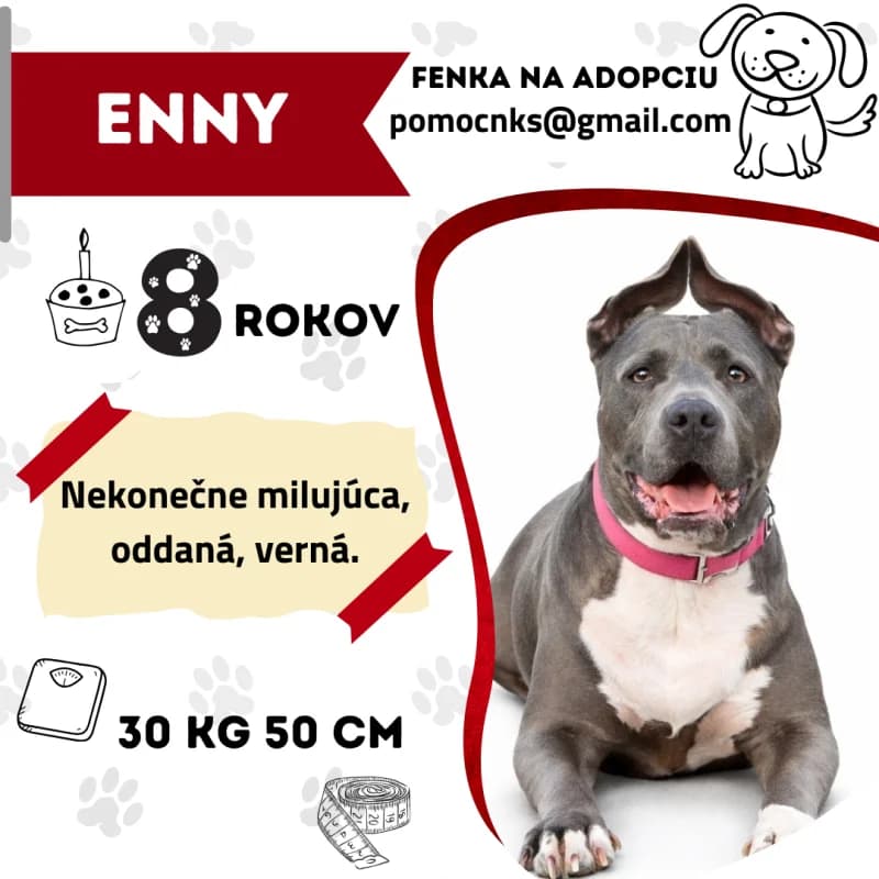 ENNY, senior Mixed Breed for adoption at OZ Na konci sveta