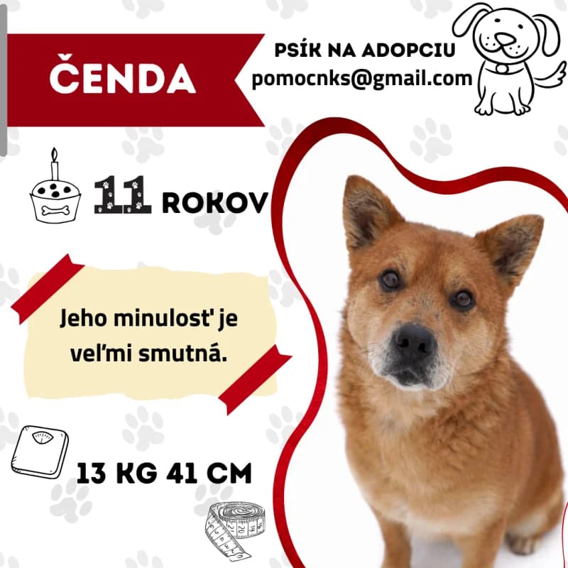 ČENDA, senior Mixed Breed for adoption at OZ Na konci sveta