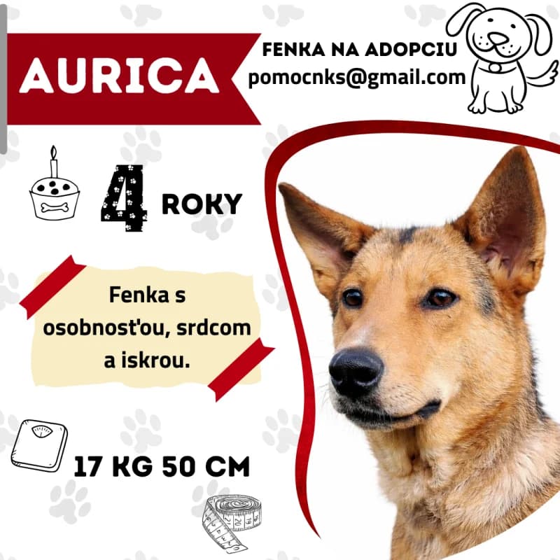 AURICA, 4yo Mixed Breed for adoption at OZ Na konci sveta