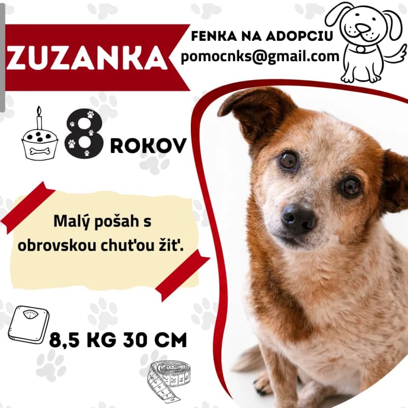 ZUZANKA, senior Mixed Breed for adoption at OZ Na konci sveta