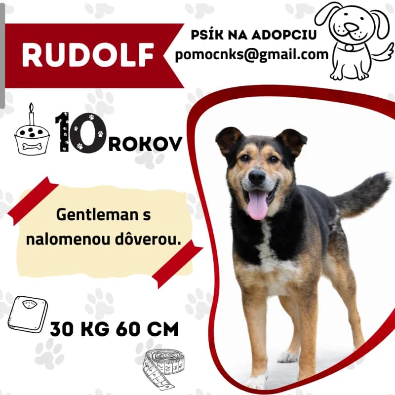 RUDOLF, senior Mixed Breed for adoption at OZ Na konci sveta