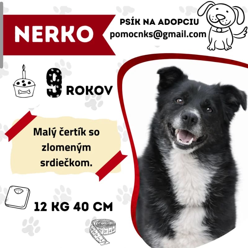 NERKO, senior Mixed Breed for adoption at OZ Na konci sveta