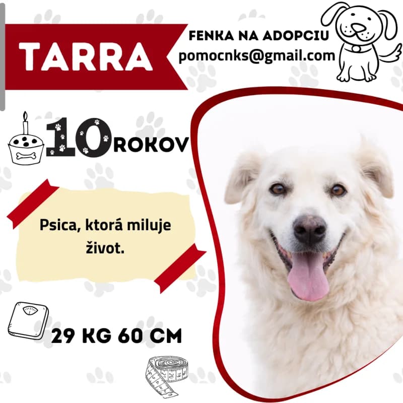TARRA, Mixed Breed for adoption at OZ Na konci sveta