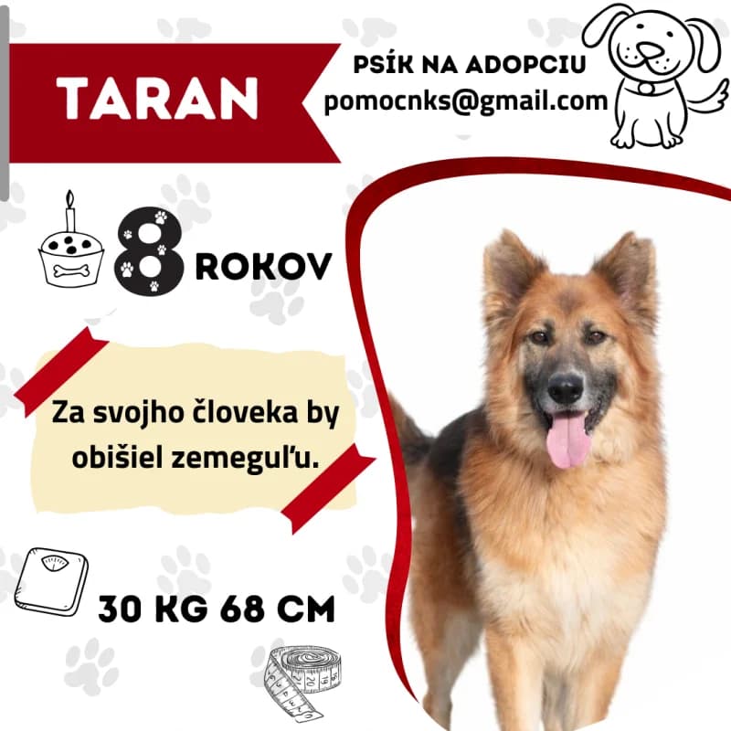 TARAN, senior Mixed Breed for adoption at OZ Na konci sveta