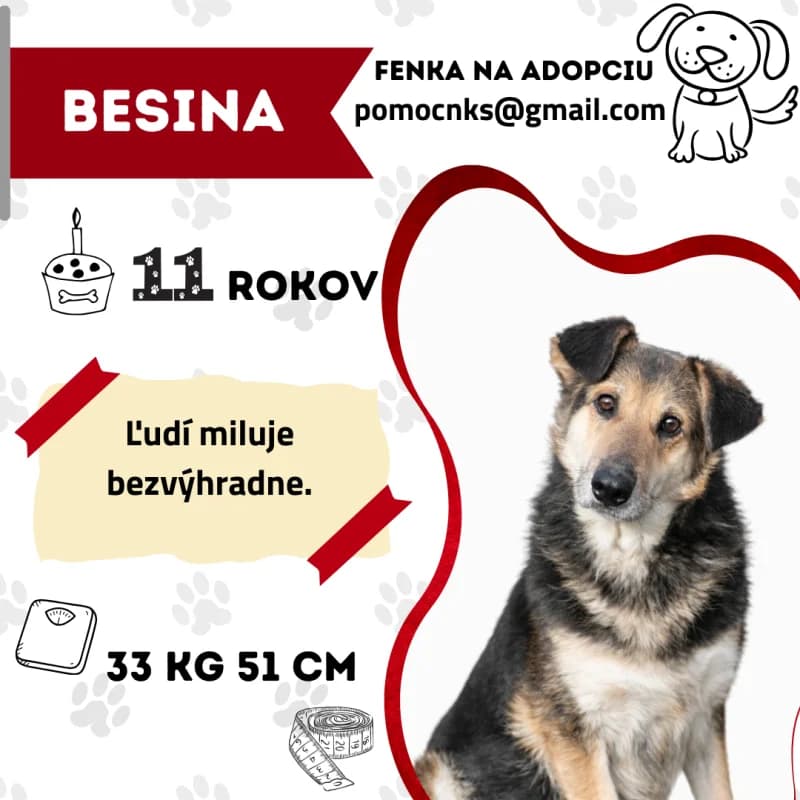 BESINA, senior Mixed Breed for adoption at OZ Na konci sveta