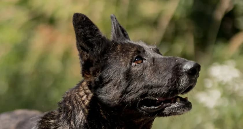 REMI , cca r. 2017, female Mixed Breed for adoption at OZ Druhá Šanca Bardejov