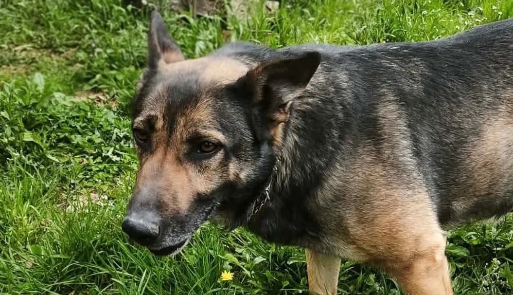 ELLIE, cca r.2021, Mixed Breed for adoption at OZ Druhá Šanca Bardejov