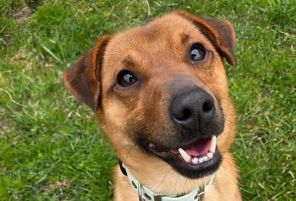 TEO , cca r. 2024, Mixed Breed for adoption at OZ Druhá Šanca Bardejov