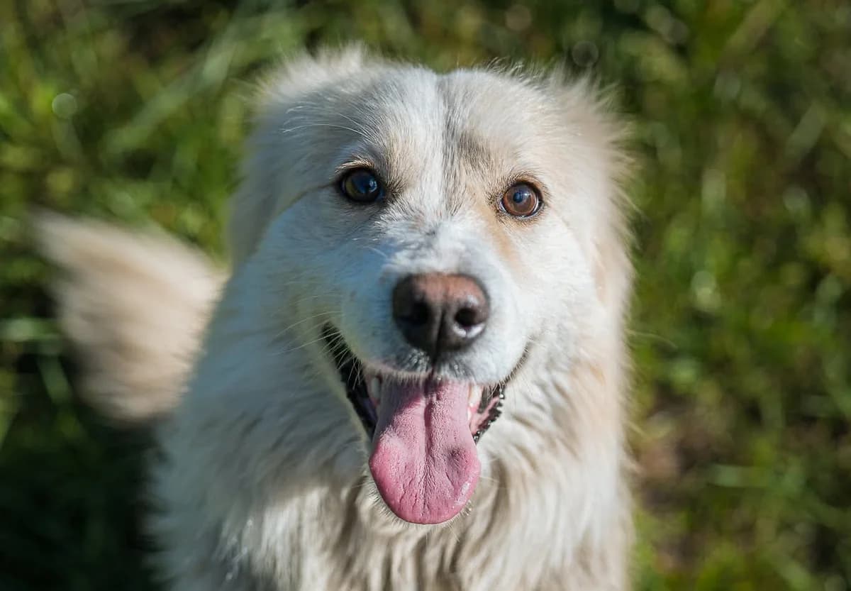 LUPIN , cca 12/2024, puppy Mixed Breed for adoption at OZ Druhá Šanca Bardejov