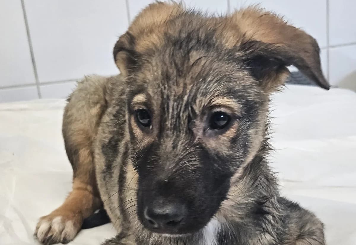 NOEL , cca 03/2026, Mixed Breed for adoption at OZ Druhá Šanca Bardejov