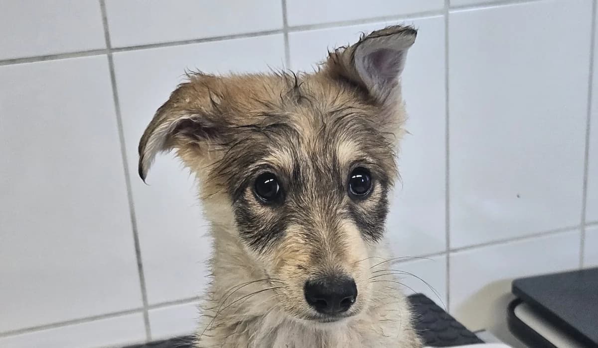 NEMO , cca 03/2026, Mixed Breed for adoption at OZ Druhá Šanca Bardejov