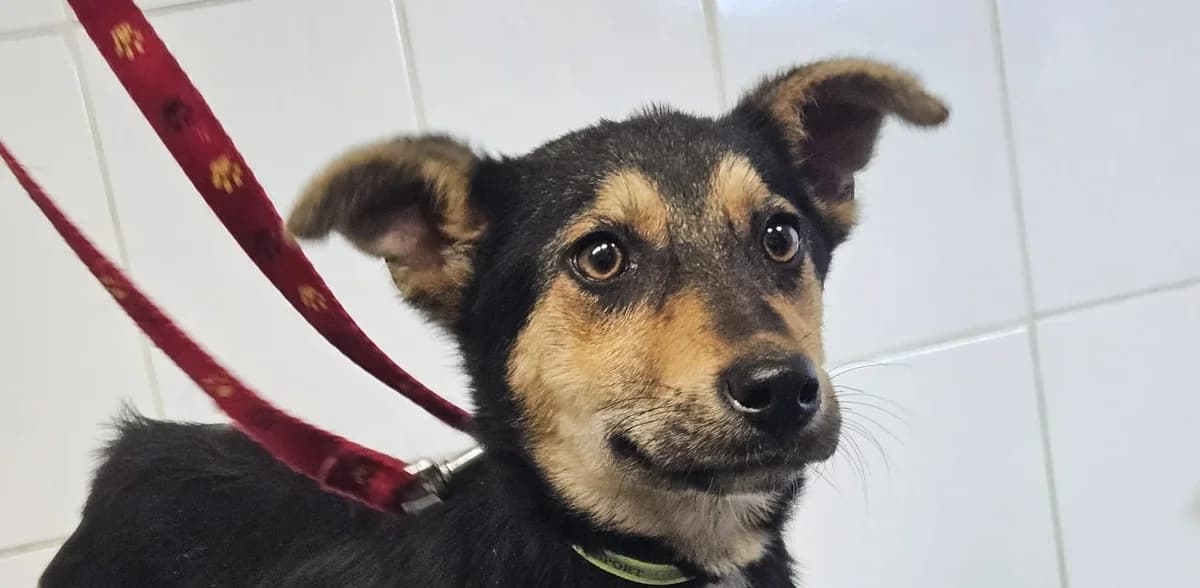 OLA , cca 02/2026, Mixed Breed for adoption at OZ Druhá Šanca Bardejov