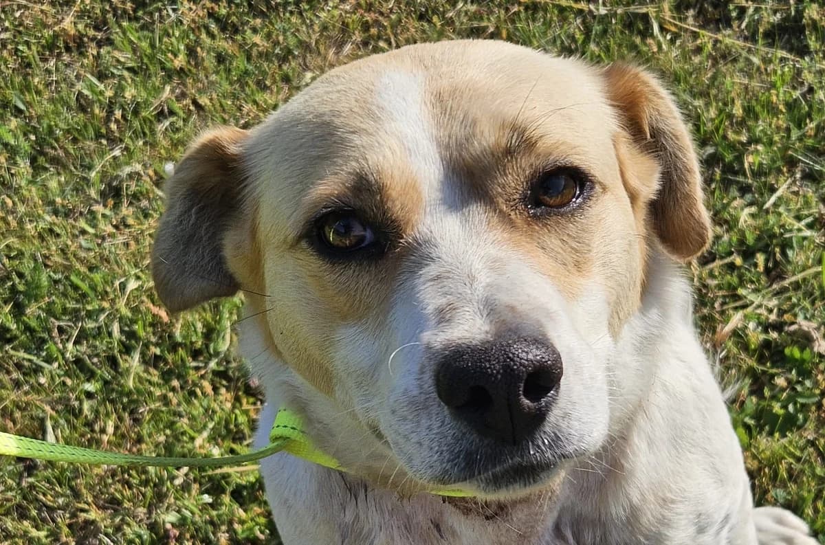 PANAMA, cca 12/2024, Mixed Breed for adoption at OZ Druhá Šanca Bardejov