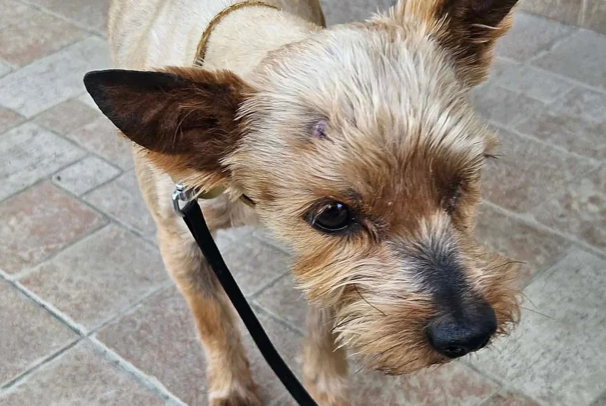 BENNY , cca r. 2014, Mixed Breed for adoption at OZ Druhá Šanca Bardejov