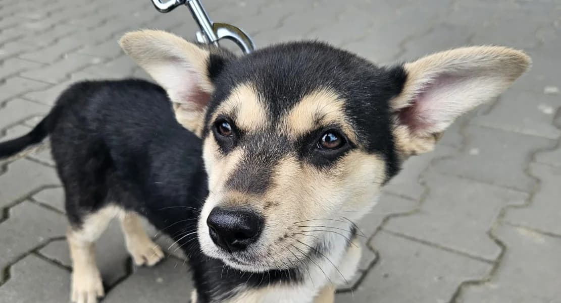 STAYA, cca 04/2026, Mixed Breed for adoption at OZ Druhá Šanca Bardejov