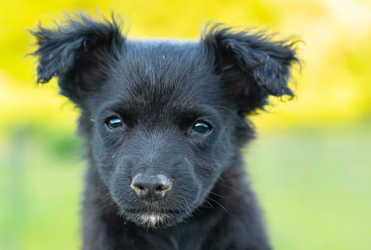 SIMBA , cca 04/2026, male Mixed Breed for adoption at OZ Druhá Šanca Bardejov