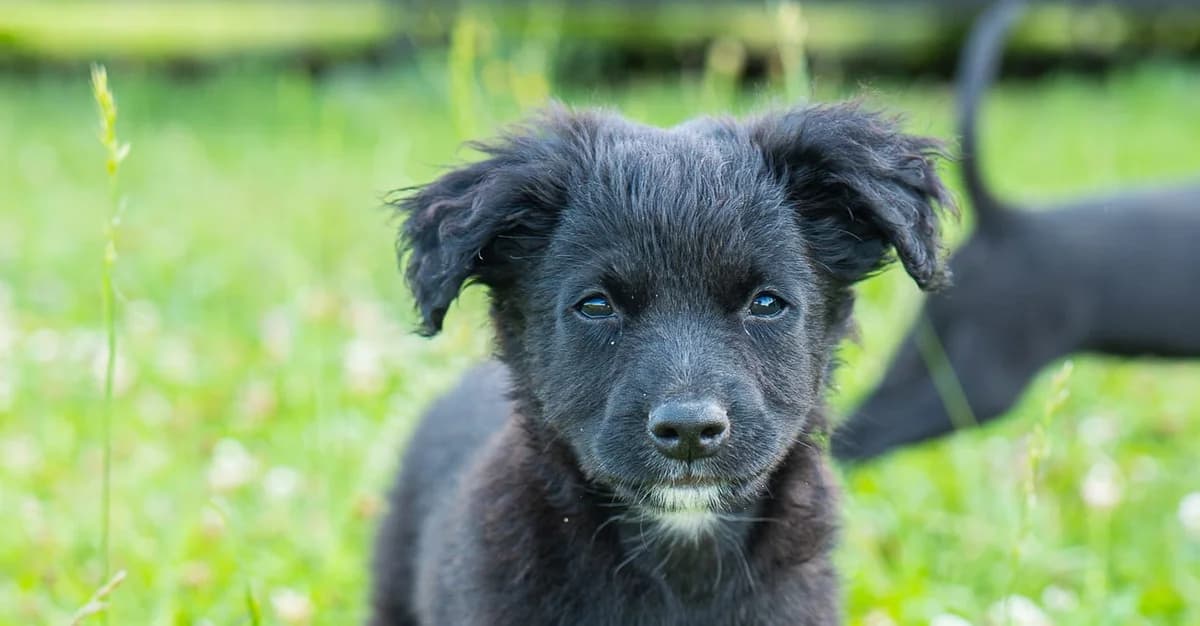 TIMON , cca 04/2026, Mixed Breed for adoption at OZ Druhá Šanca Bardejov
