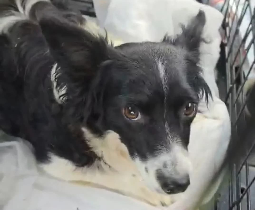 ŽABKA , cca, Mixed Breed for adoption at OZ Druhá Šanca Bardejov
