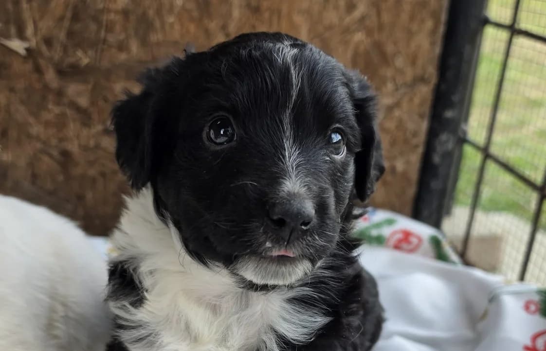 ŽIGO , cca 07/2026, Mixed Breed for adoption at OZ Druhá Šanca Bardejov