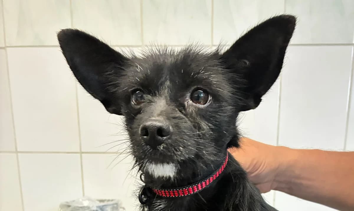 EMI , cca 09/2024, Mixed Breed for adoption at OZ Druhá Šanca Bardejov
