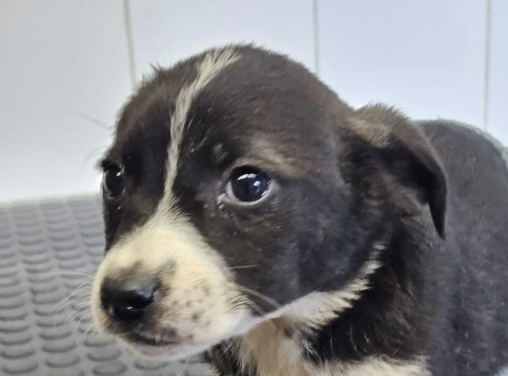 FANY , cca 08/2026, Mixed Breed for adoption at OZ Druhá Šanca Bardejov