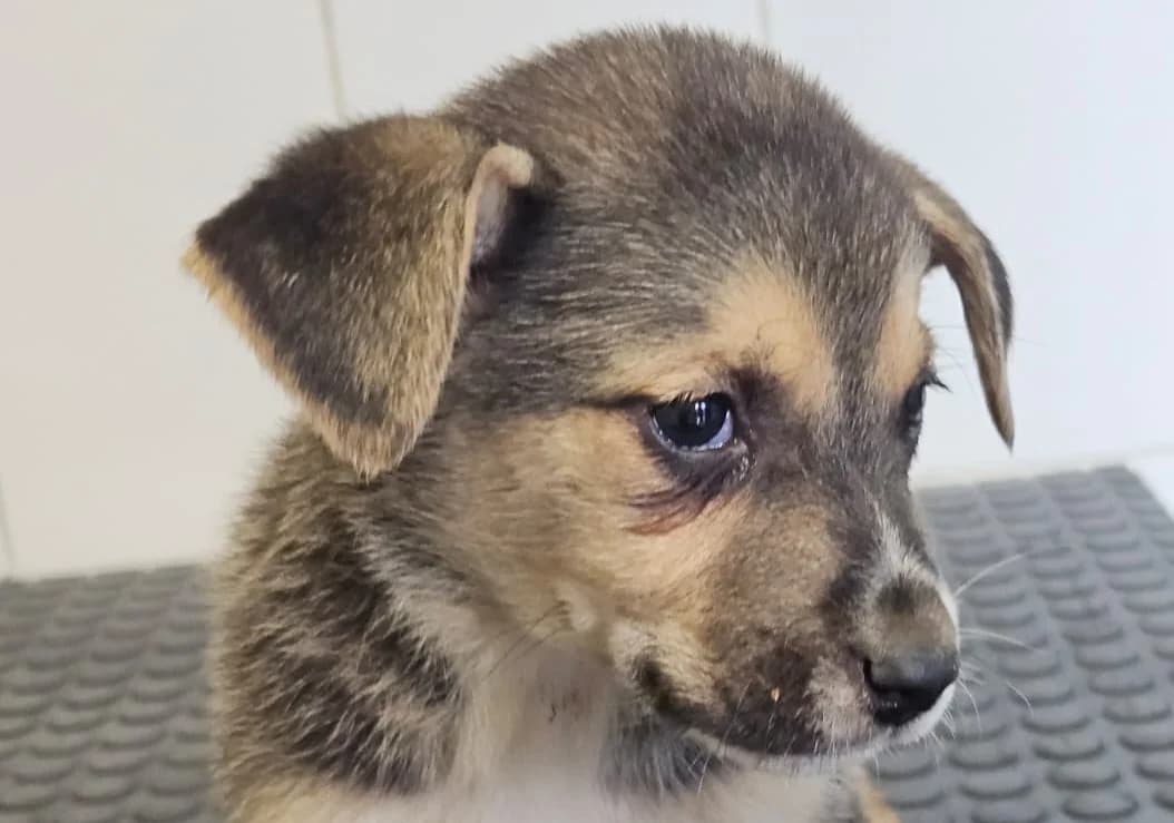 FREYA , cca 08/2026, Mixed Breed for adoption at OZ Druhá Šanca Bardejov