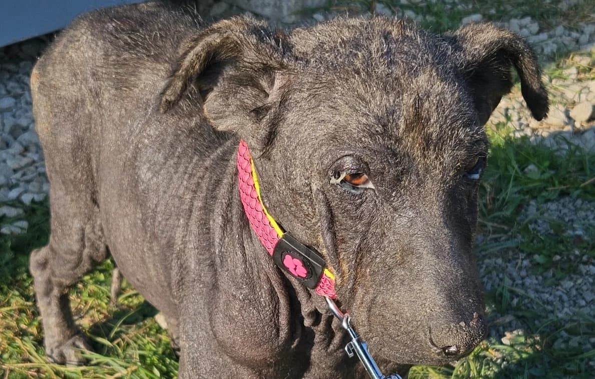 GRETKA , cca 10/2025, Mixed Breed for adoption at OZ Druhá Šanca Bardejov