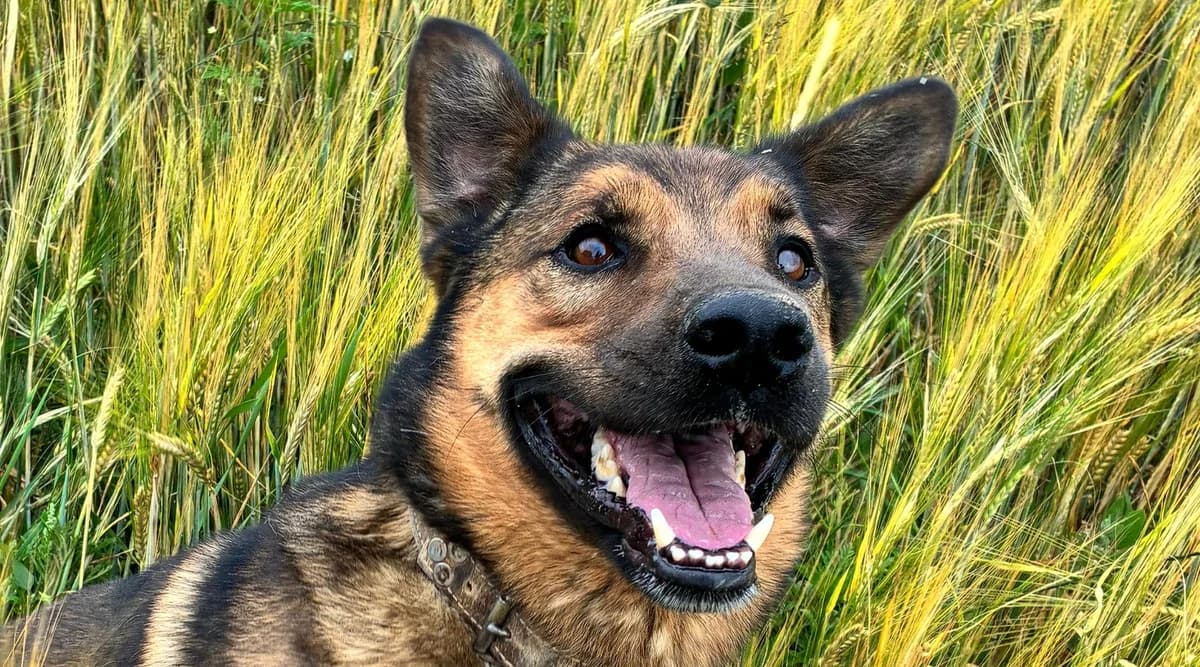 LACKO, cca 2022, female Mixed Breed for adoption at OZ Druhá Šanca Bardejov