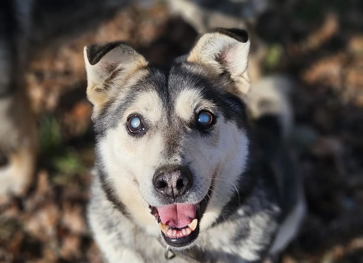 KAJO, cca 01/2016, female Mixed Breed for adoption at OZ Druhá Šanca Bardejov