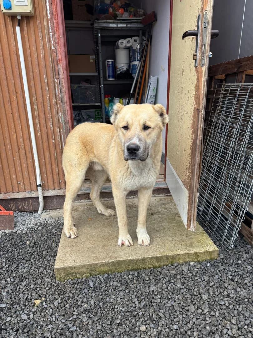 Kazar, male young mixed breed for adoption at OZ Pes v núdzi, Sielnica
