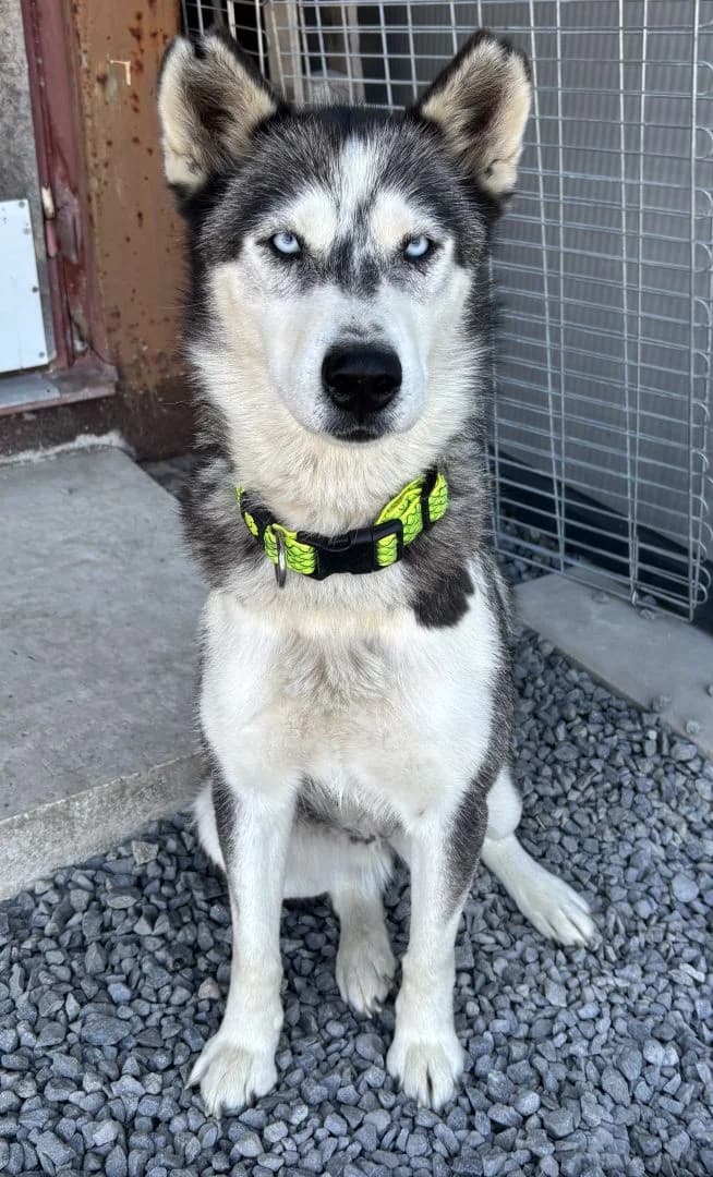 Kiara, senior Mixed Breed for adoption at OZ Pes v núdzi, Sielnica