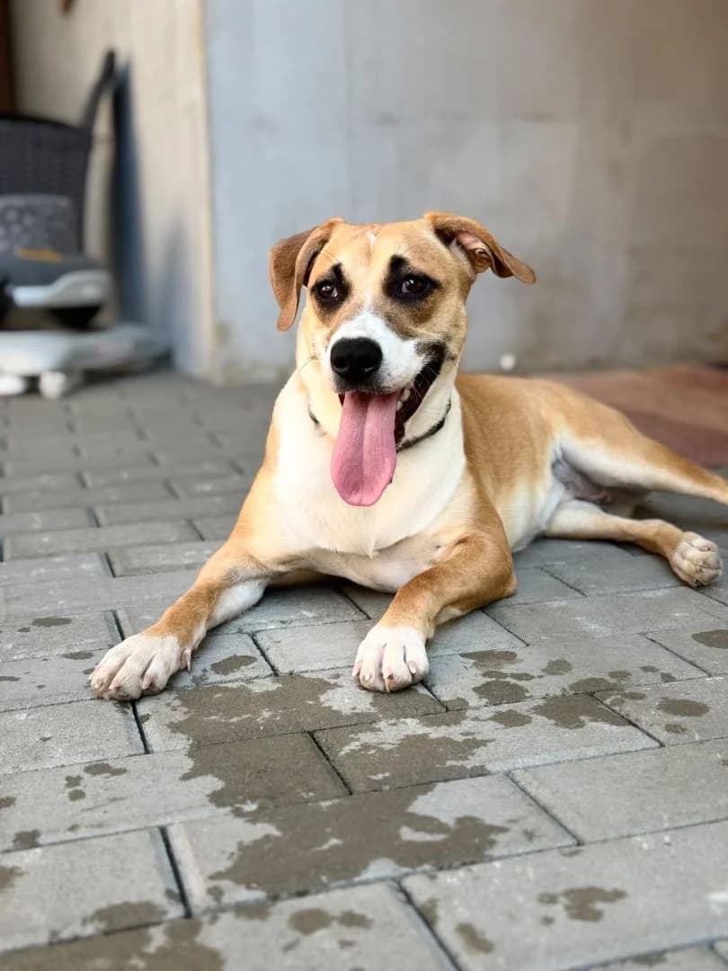 Bella, young Mixed Breed for adoption at OZ Pes v núdzi, Sielnica