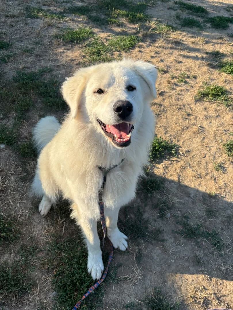 Alo, male 3yo Mixed Breed for adoption at OZ Pes v núdzi, Sielnica