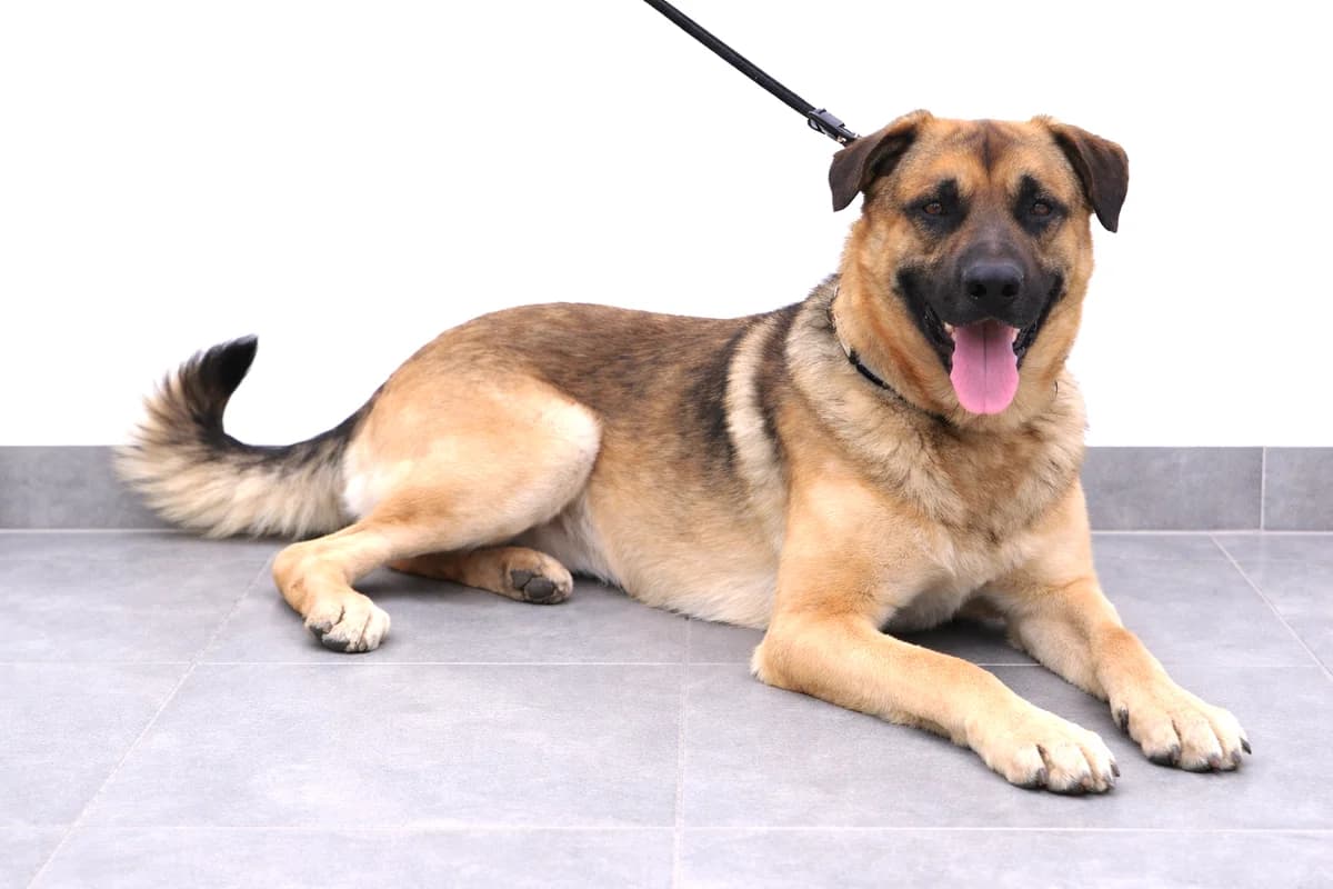 Amigo, young Mixed Breed for adoption at Pomoc Psíkom z Východu