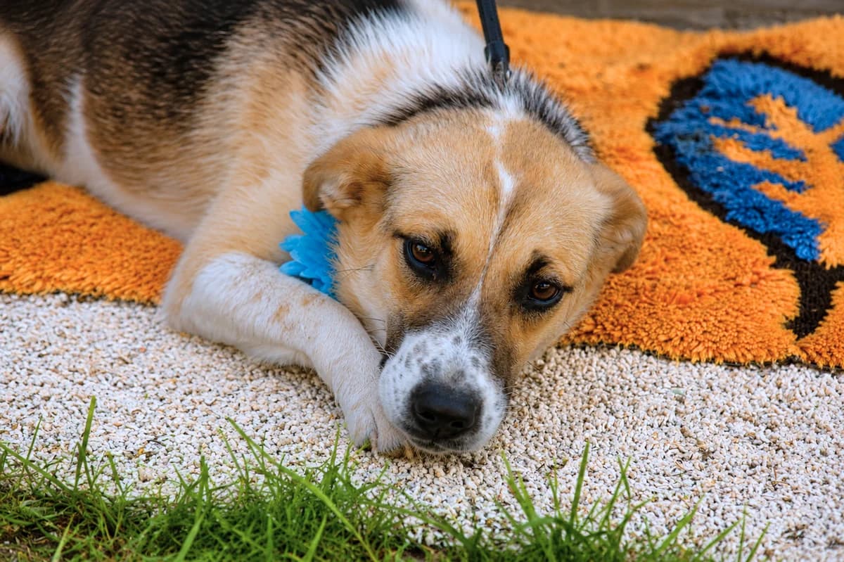 Amadea, female Mixed Breed for adoption at Pomoc Psíkom z Východu