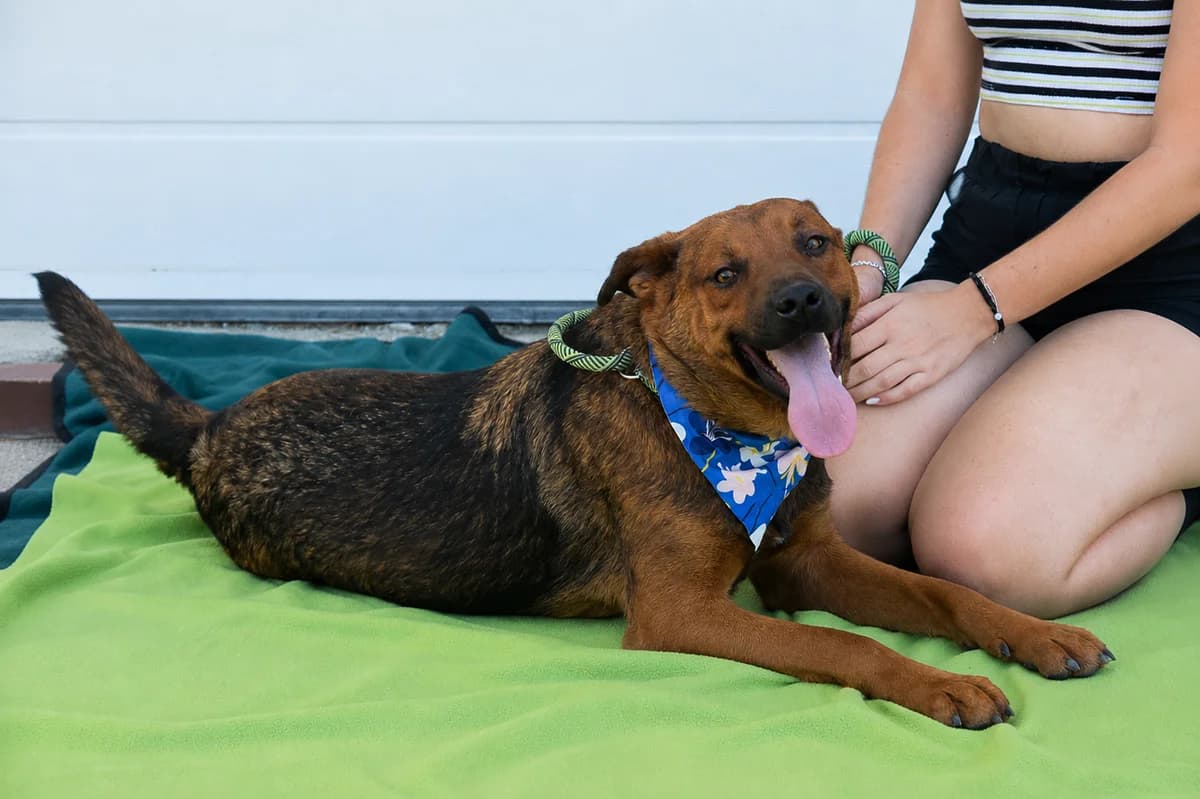 Arabela, female Mixed Breed for adoption at Pomoc Psíkom z Východu
