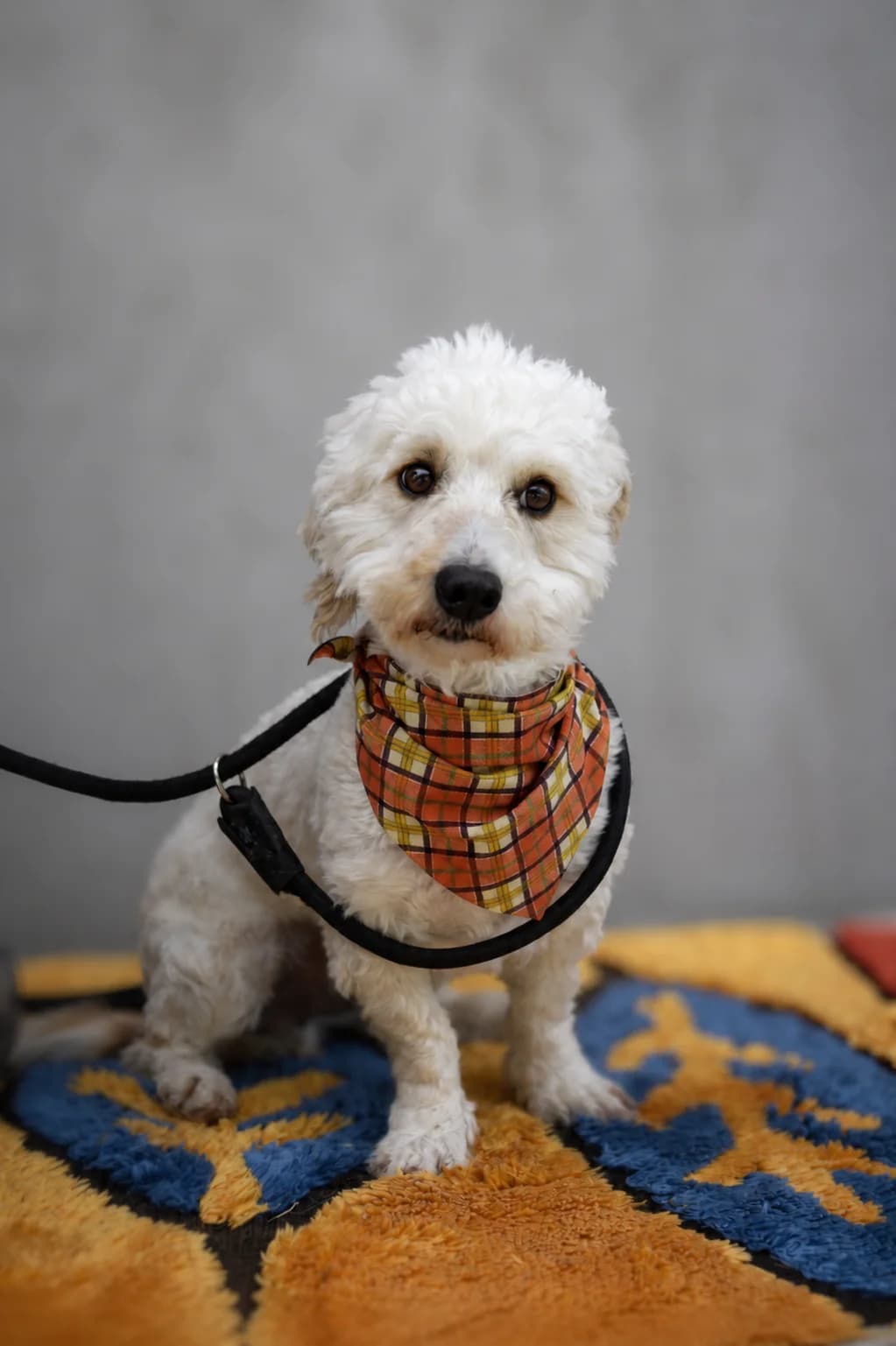 Bailey, 5yo Mixed Breed for adoption at Pomoc Psíkom z Východu
