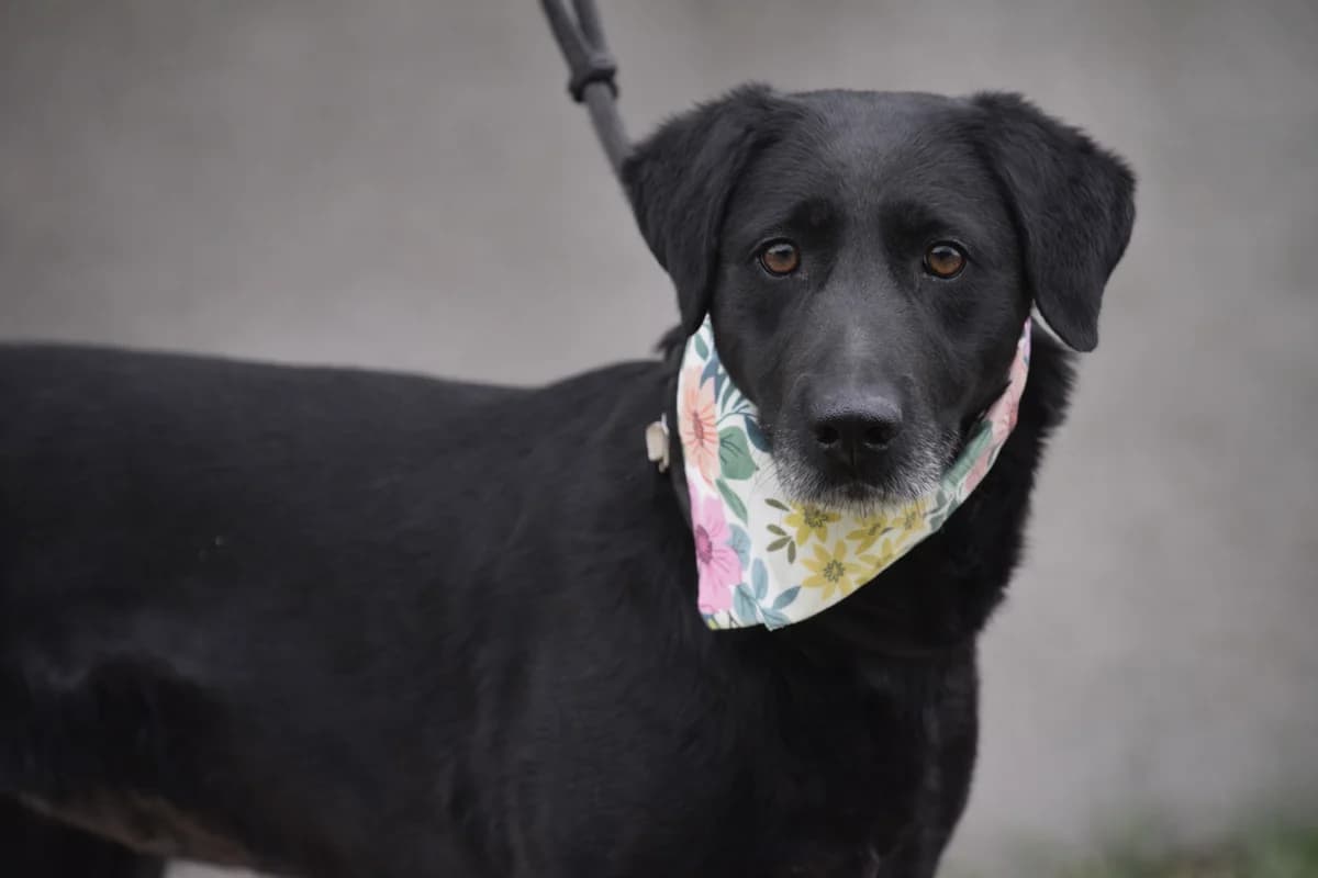 Bayonne, female Mixed Breed for adoption at Pomoc Psíkom z Východu