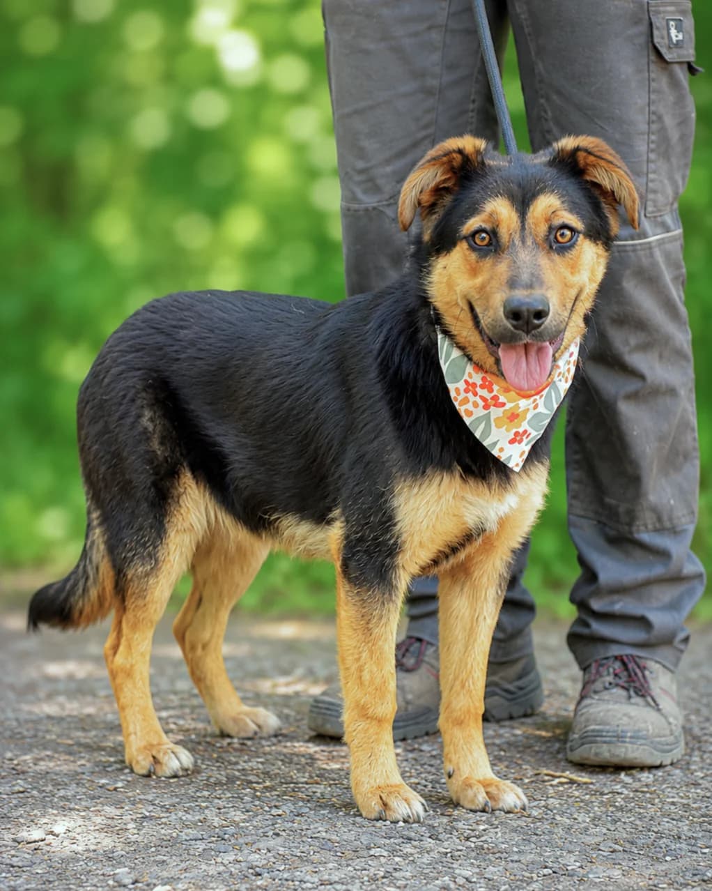 Becky, female Mixed Breed for adoption at Pomoc Psíkom z Východu