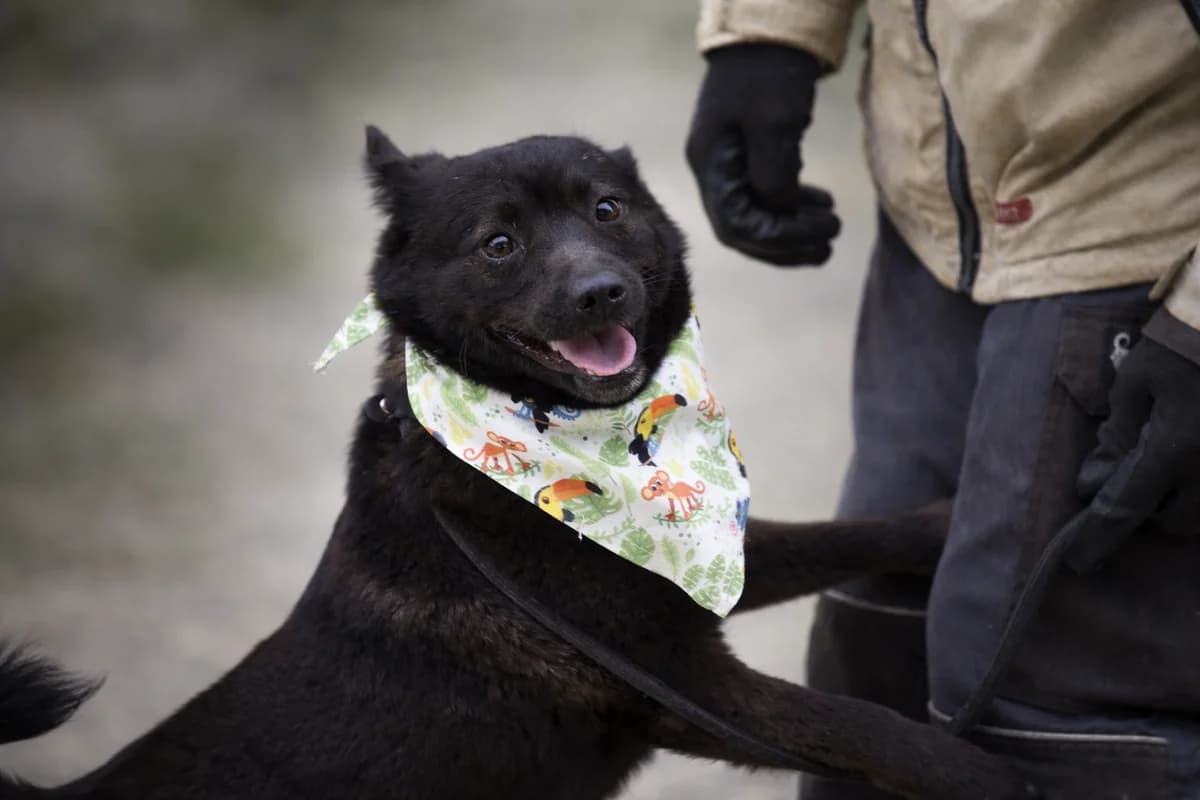Bertram, male Mixed Breed for adoption at Pomoc Psíkom z Východu