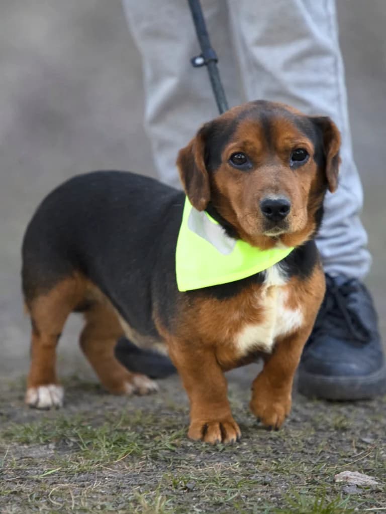 Bodrik, male Mixed Breed for adoption at Pomoc Psíkom z Východu