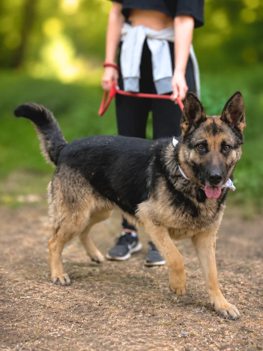 Brita, female Mixed Breed for adoption at Pomoc Psíkom z Východu