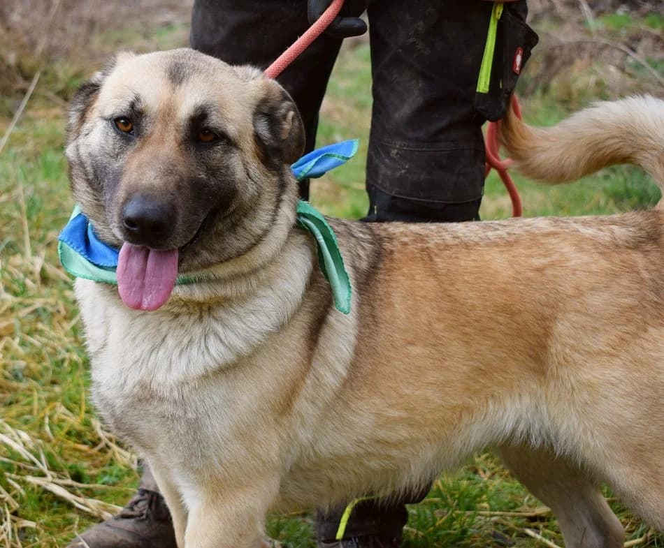 Cajeta, male Mixed Breed for adoption at Pomoc Psíkom z Východu