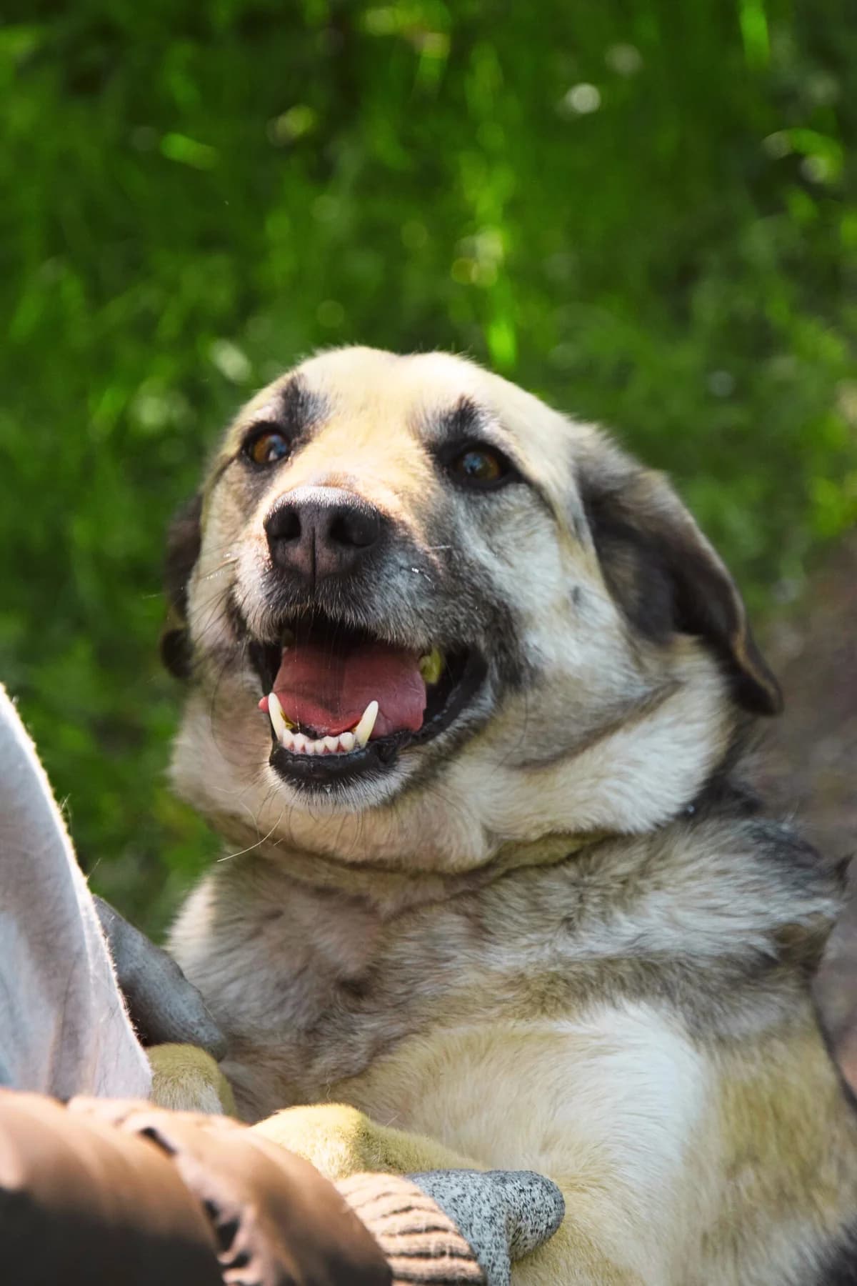 Candy, male Mixed Breed for adoption at Pomoc Psíkom z Východu