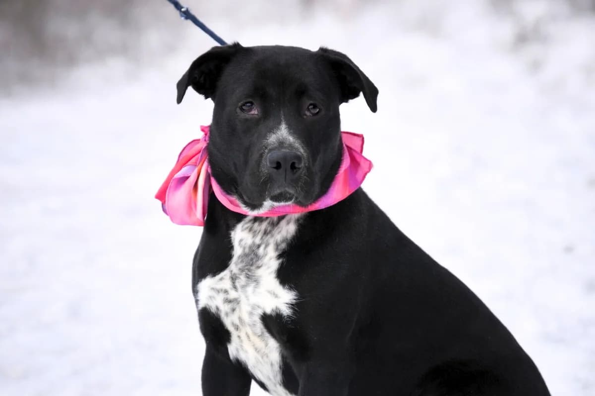 Columbia, female Mixed Breed for adoption at Pomoc Psíkom z Východu