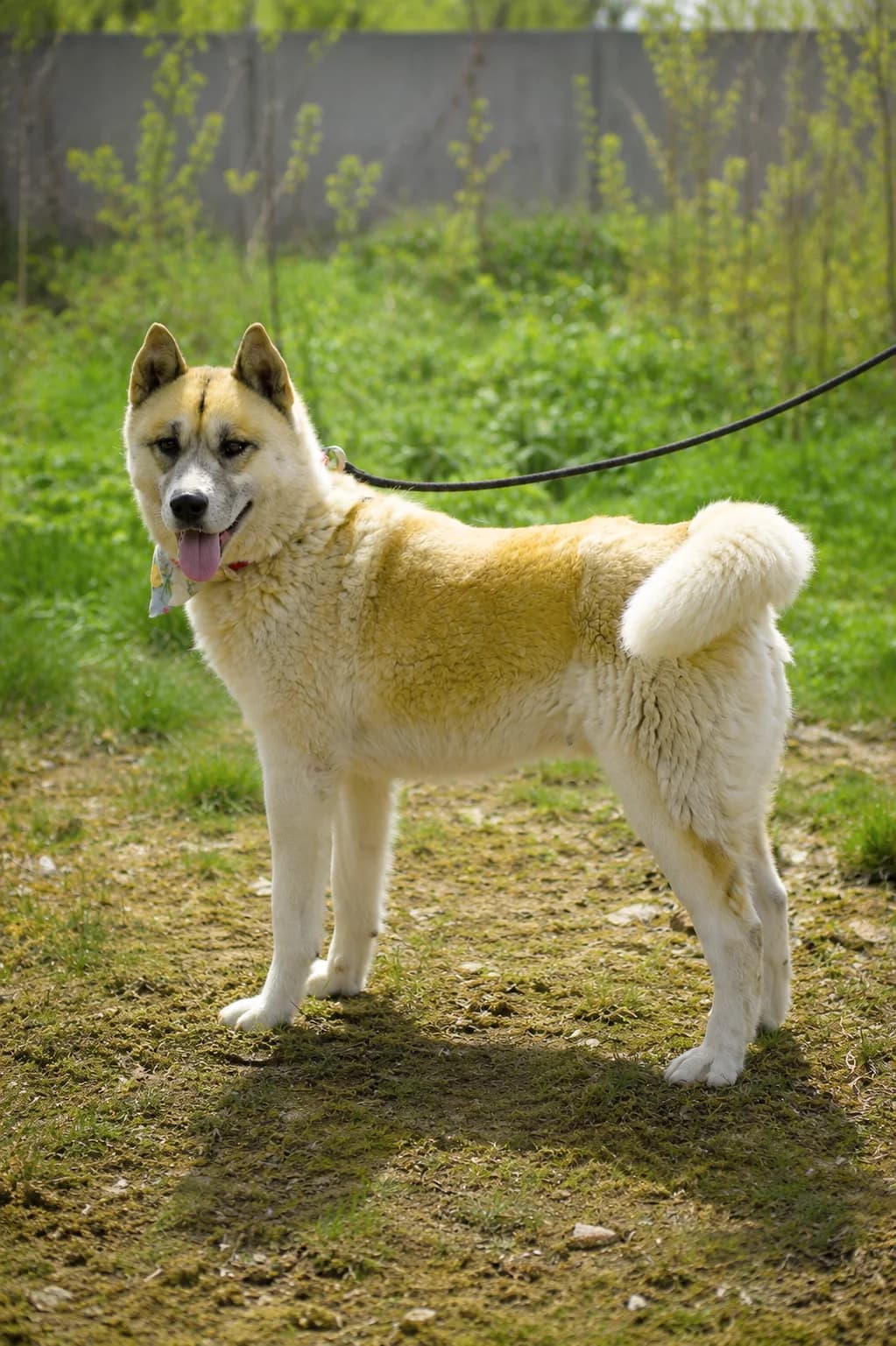 Dafne, female Mixed Breed for adoption at Pomoc Psíkom z Východu