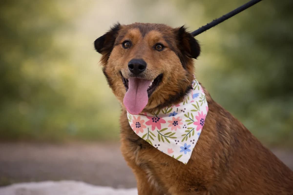 Daniela, female Mixed Breed for adoption at Pomoc Psíkom z Východu