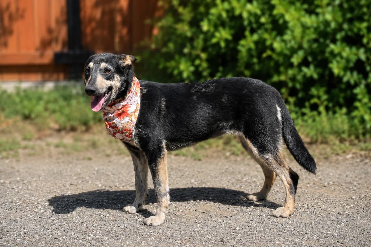 Danube, female Mixed Breed for adoption at Pomoc Psíkom z Východu