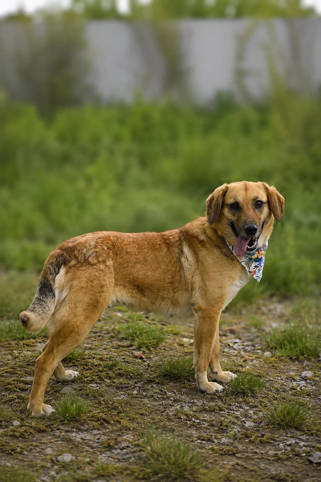 Darella, female Mixed Breed for adoption at Pomoc Psíkom z Východu
