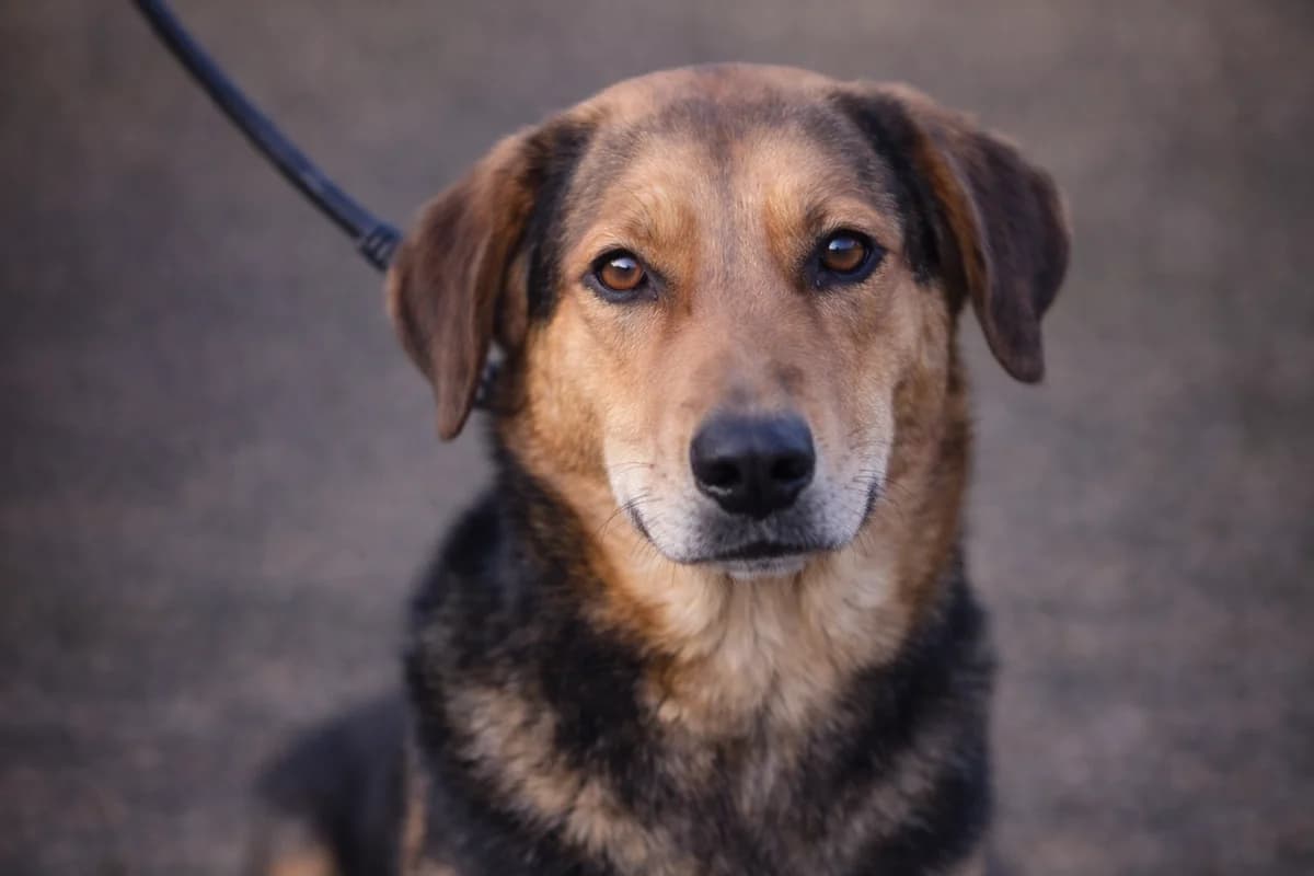 Daysy, female Mixed Breed for adoption at Pomoc Psíkom z Východu